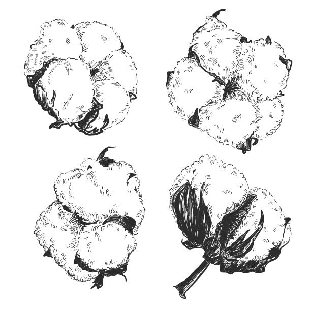 手绘棉花集孤立在白色背景，单色复古矢量插图。图片下载