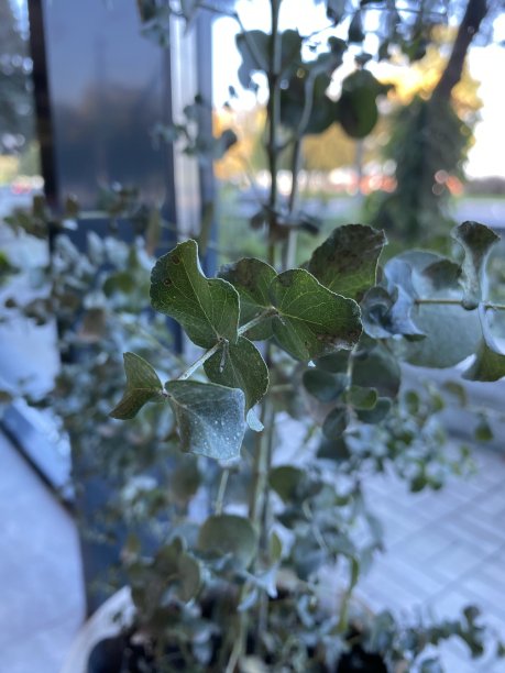 绿色的小叶子特写图片下载