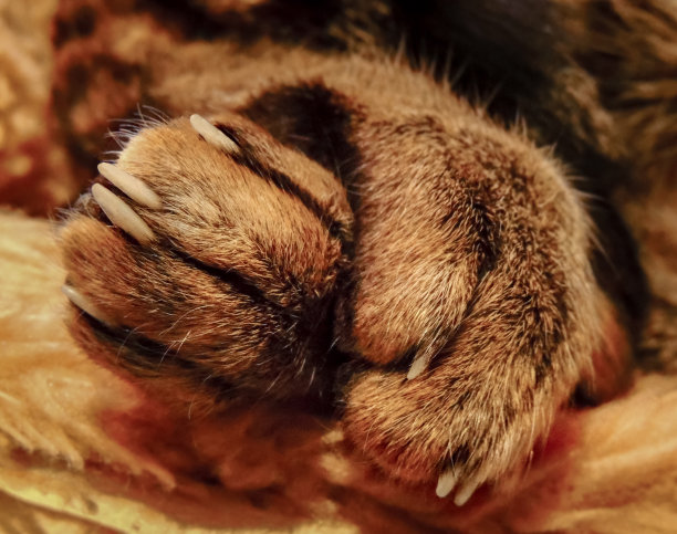 特写猫爪一只爪子超过其他宠物的概念图片下载