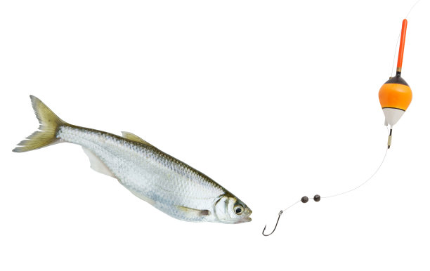 鱼钩和漂浮与荒凉的鱼孤立在白色图片下载