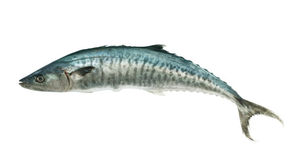 隔离鲭鱼王图片下载