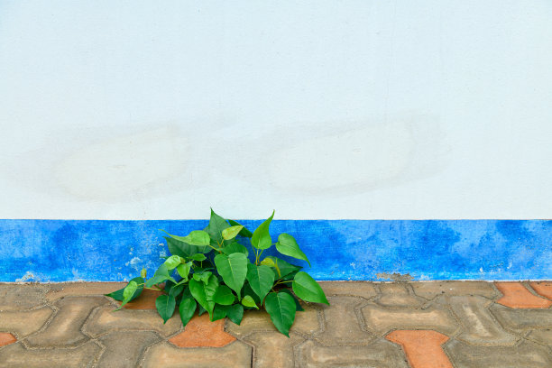 植物从砖砌地板的裂缝中生长的特写图片下载