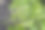 干燥的长叶莴苣的特写图片下载