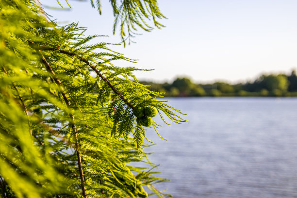 近景照片的一个湖边的树图片下载