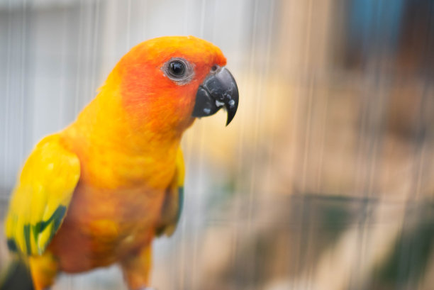 五颜六色的鹦鹉坐在笼子里。素材图片