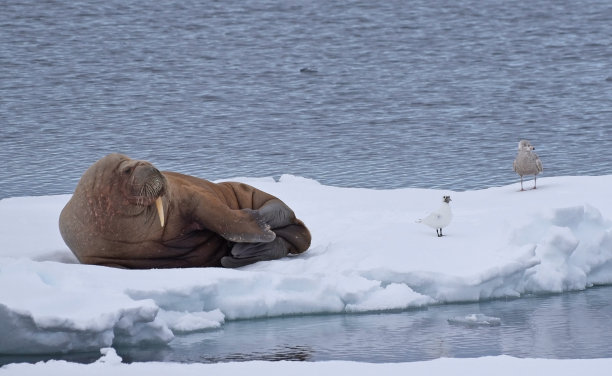 海象栖息在浮冰上图片下载