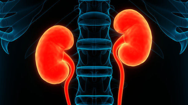 人体泌尿系统及肾脏解剖图片下载