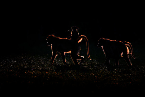 夕阳西下，黄昏背光和猴子一家带着小宝宝。非洲博茨瓦纳奥卡万戈三角洲赫瓦伊附近的自然栖息地。黑暗中的动物。图片下载