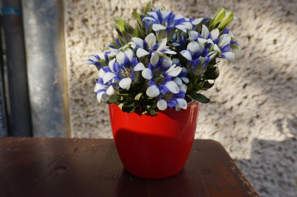 蓝色和白色的花在橙色的花盆图片下载