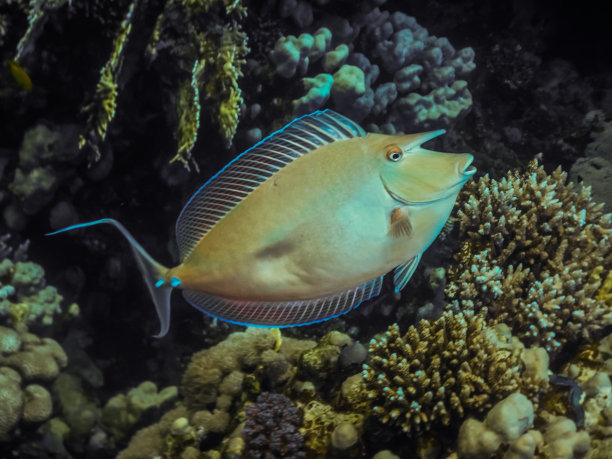 带着威胁姿态的蓝棘独角鱼图片下载