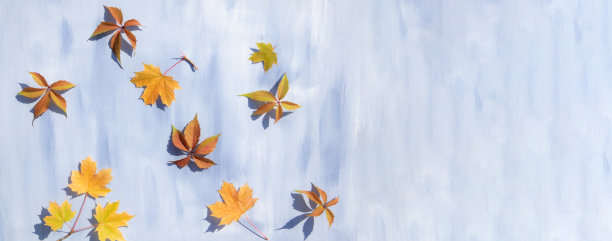 秋天的枫叶在蓝色的背景与文字的空间。模板,海报,海报。图片下载