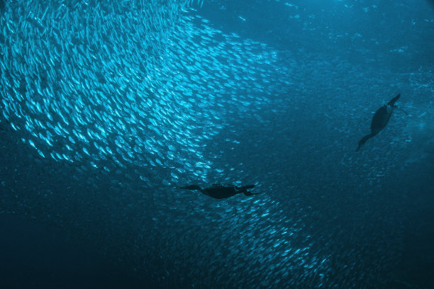 水下狩猎图片下载