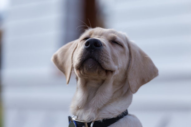 闭着眼睛的黄色拉布拉多寻回犬图片下载