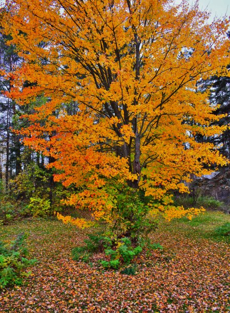 秋天的枫树图片下载