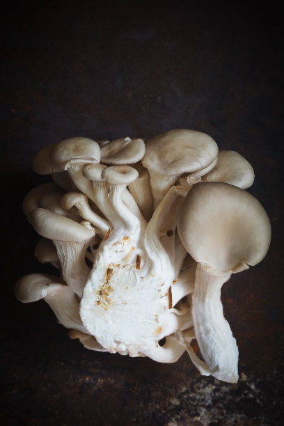 健康的生蚝蘑菇，深色背景，新鲜的食品配料图片下载