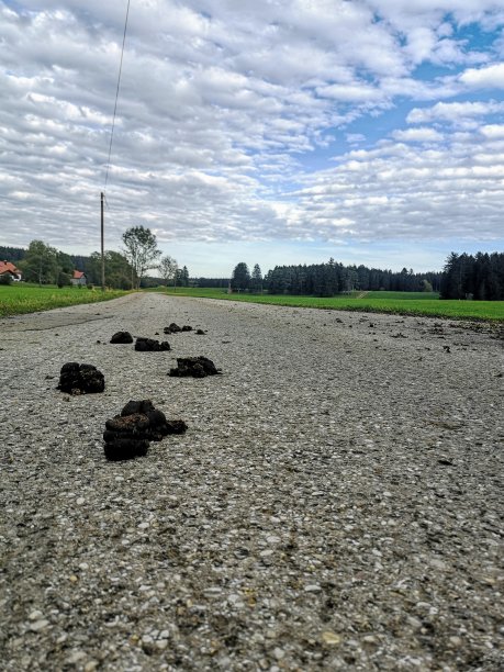 路上有马粪图片下载