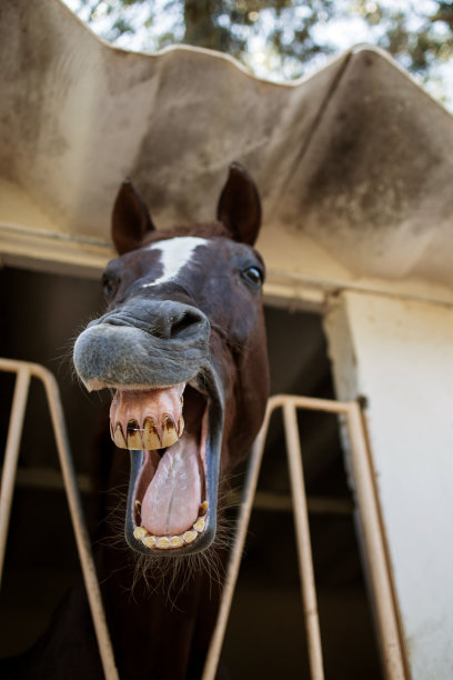 马露出牙齿，特写图片下载