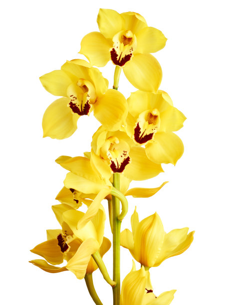 黄色的兰花兰花图片下载