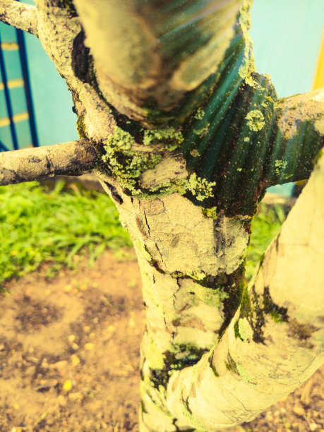 苔藓在树上图片下载