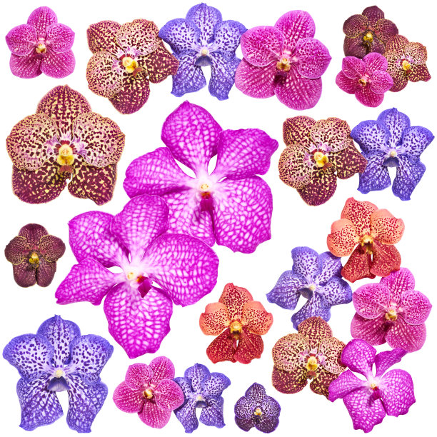 一套万达兰花花图片下载