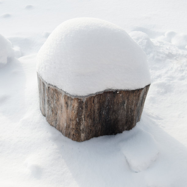 被雪覆盖的树桩。图片下载