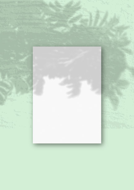 自然光从柔旺枝投射阴影在一张垂直的A4白色纹理纸上图片下载