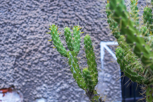 大自然的背景是绿色的仙人掌叶子图片下载