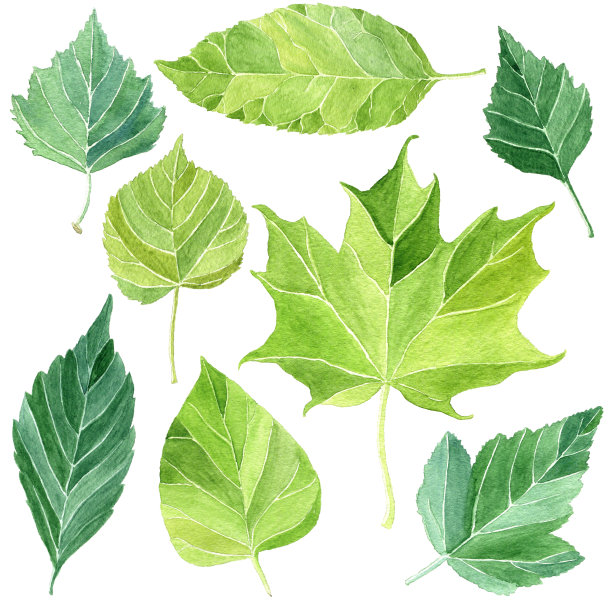 叶子集，收集不同的手绘水彩亮绿色的叶子，孤立在白色的背景。植物自然剪辑艺术。图片下载