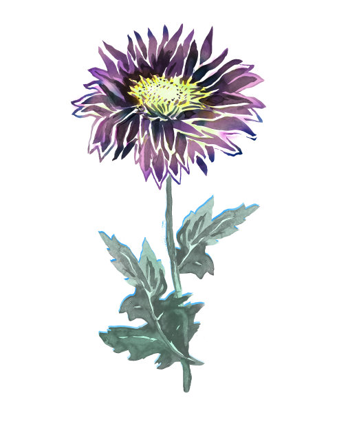 水彩花的菊花与叶孤立在白色上。图片下载