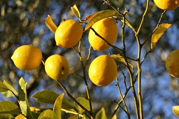 特写生长在阳光下的花园柠檬树柠檬图片下载