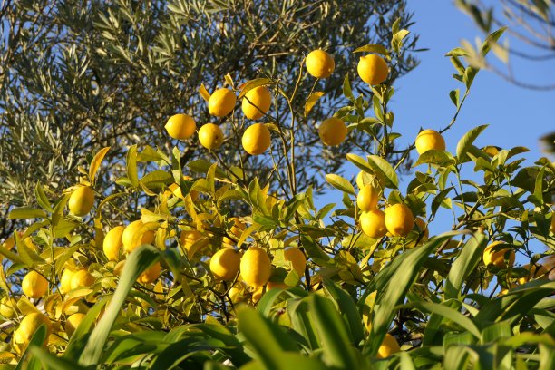 有许多成熟的黄色柠檬和蓝天背景的柠檬树的树枝图片下载