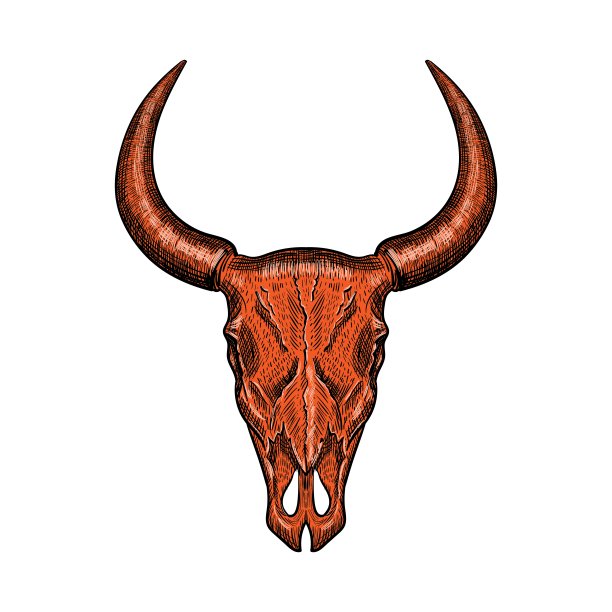 红色手绘水牛头骨孤立在白色背景图片下载