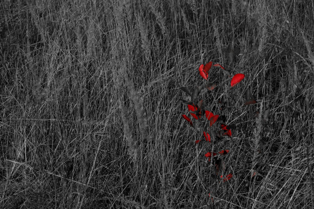 明亮的红色叶子在黑色和白色的干草背景上。图片下载