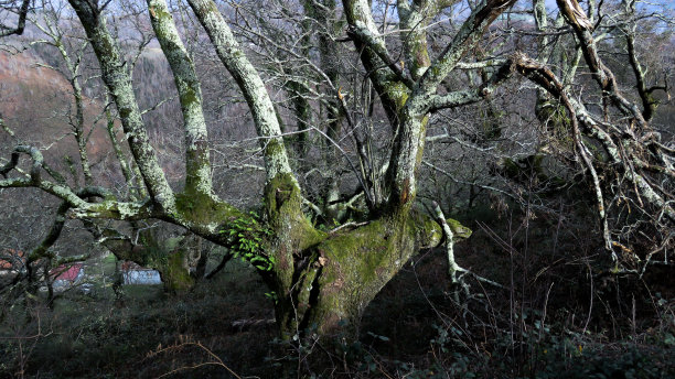 蜜蜂，一个蜜蜂的特写照片，树干的上部，那里的树枝向上出生。图片下载