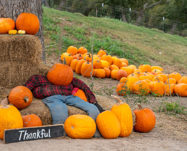 万圣节装饰与多个南瓜和干草小山图片下载