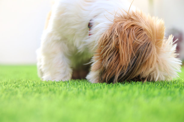 可爱快乐的狮子狗在公园里嗅图片下载