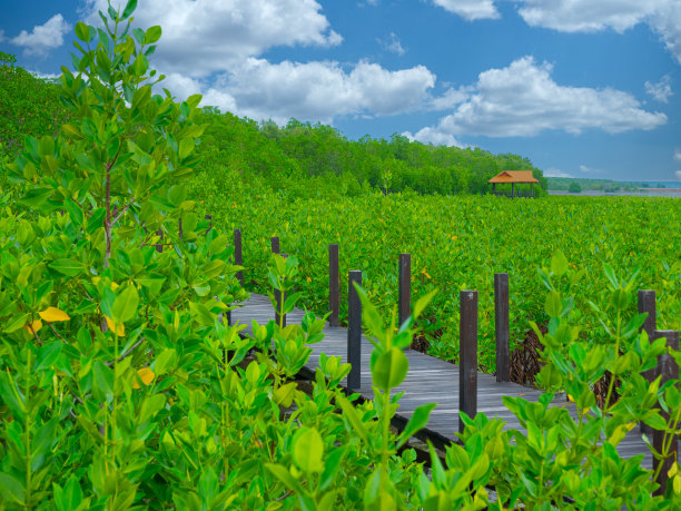 悬索桥，红树林自然步道。图片下载