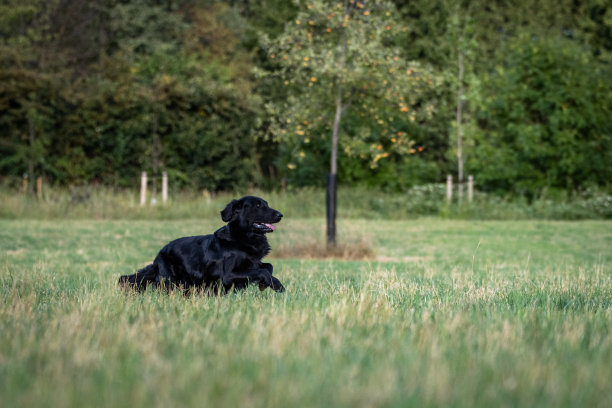 侧面拍摄的黑色扁毛寻回狗跑过一个草地在肖像照片拍摄图片下载