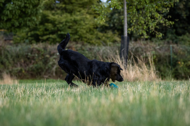 侧面拍摄的黑色扁毛寻回狗跑过一个草地在肖像照片拍摄图片下载