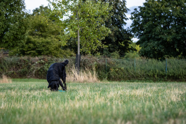 侧面拍摄的黑色扁毛寻回狗跑过一个草地在肖像照片拍摄图片下载