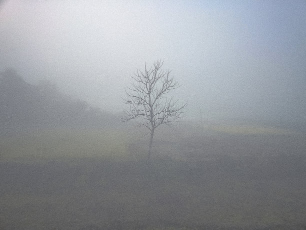 冬日清晨，一棵孤独的树图片下载