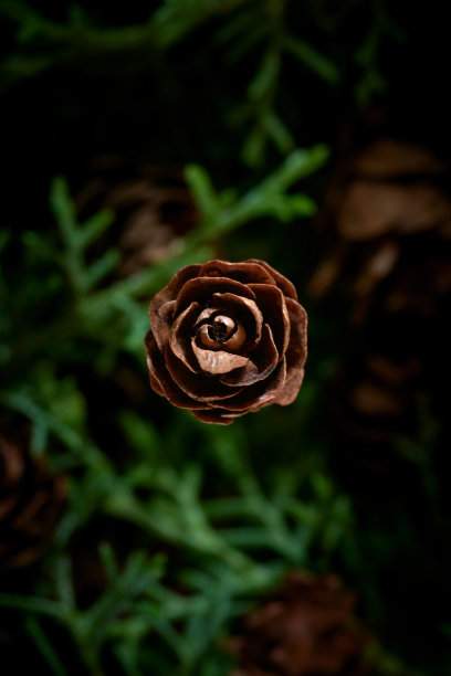 圣诞装饰的照片。小松果，在模糊的叶子上。图片下载