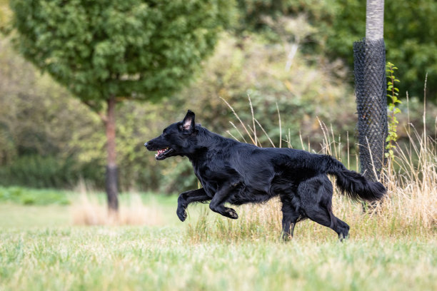 侧面拍摄的黑色扁毛寻回狗跑过一个草地在肖像照片拍摄图片下载
