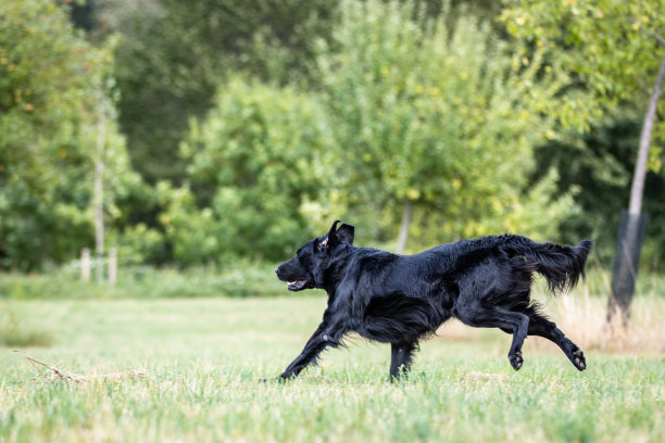 侧面拍摄的黑色扁毛寻回狗跑过一个草地在肖像照片拍摄图片下载