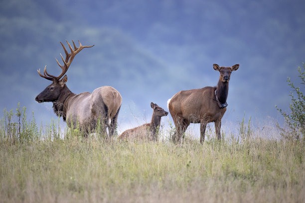 每一个图片下载