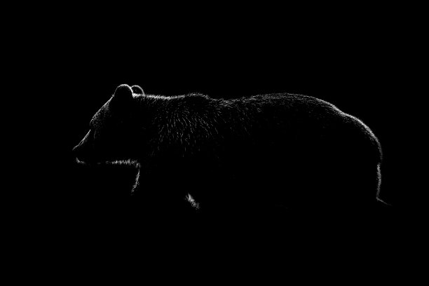 棕色熊轮廓在黑色的背景图片下载