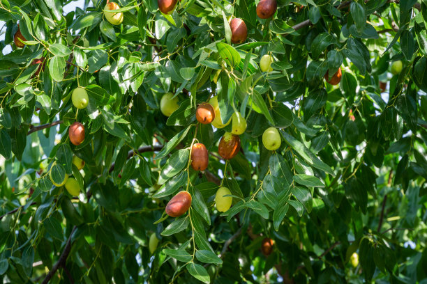 绿、熟枣果实呈褐色，枝上带叶。特写的异国水果和枣树的绿叶。景观，新鲜的壁纸，自然的背景概念图片下载