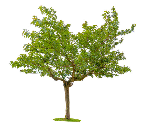 白色背景上的绿树。图片下载