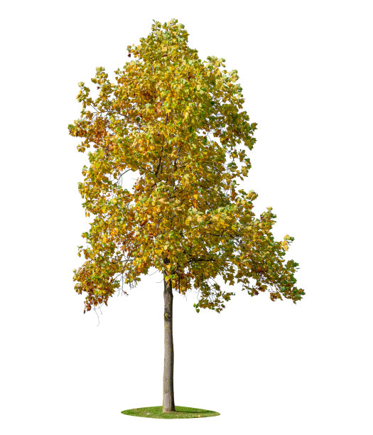 秋天的树木孤立在白色的背景。图片下载