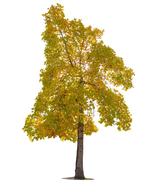 秋天的树木孤立在白色的背景。图片下载